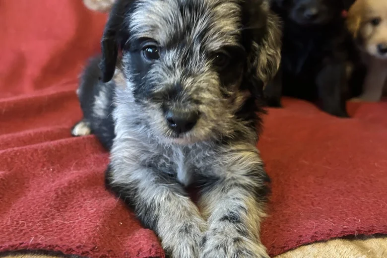 Labradoodle