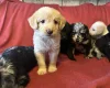 Labradoodle
