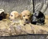 Labradoodle