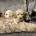 Labradoodle