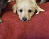 Labradoodle