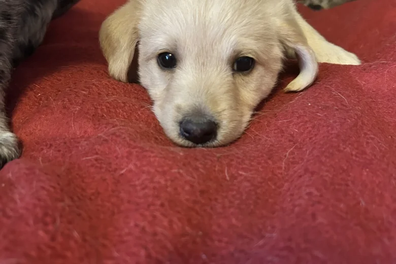 Labradoodle