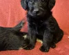 Labradoodle