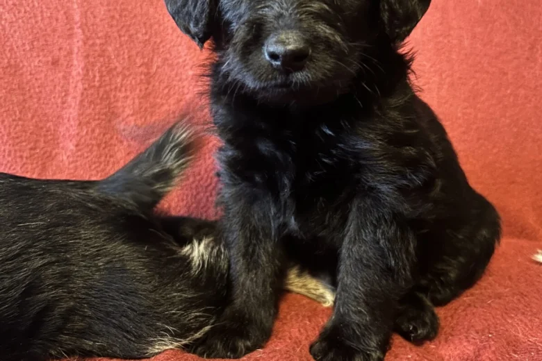 Labradoodle
