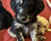 Labradoodle