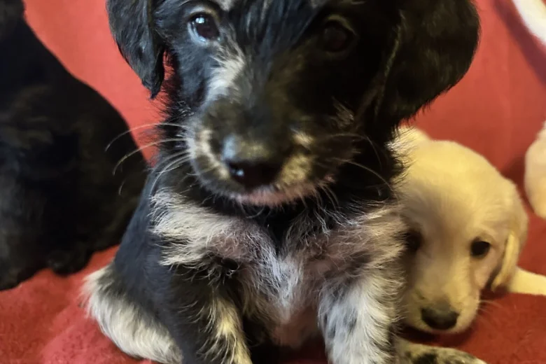 Labradoodle