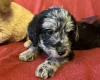Labradoodle