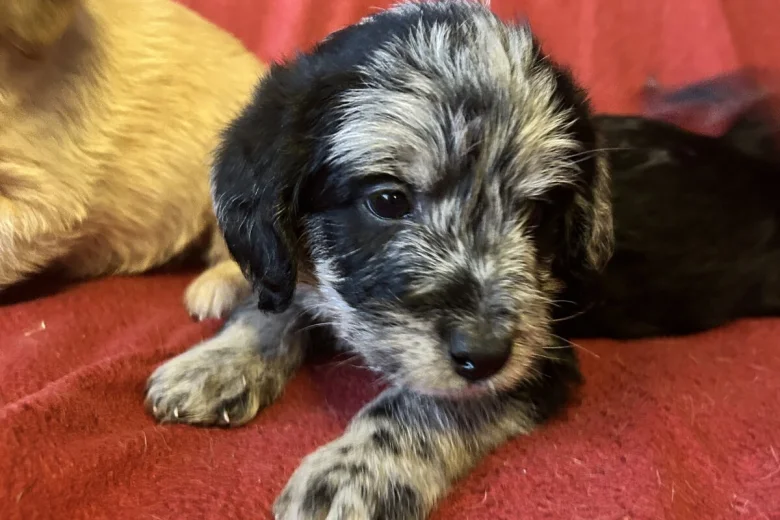 Labradoodle