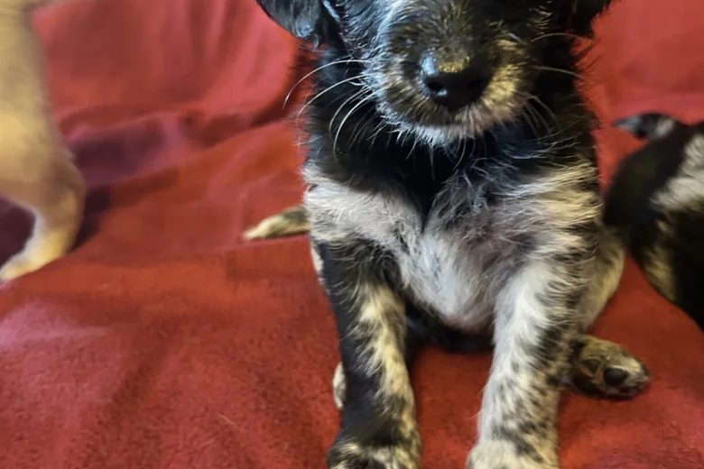 Labradoodle