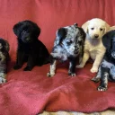 Labradoodle