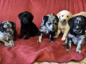 Labradoodle