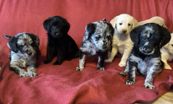 Labradoodle