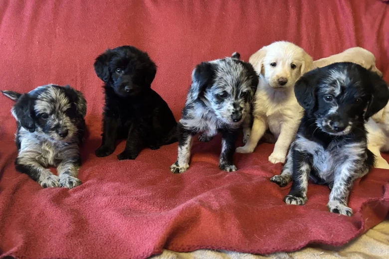 Labradoodle