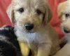 Labradoodle