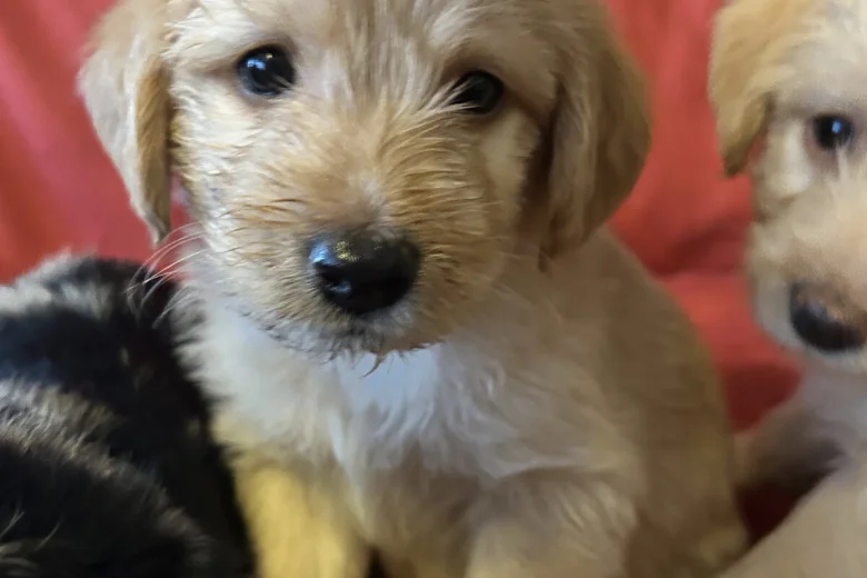 Labradoodle