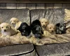 Labradoodle