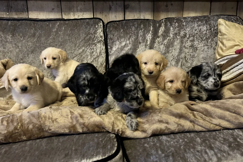 Labradoodle