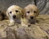 Labradoodle