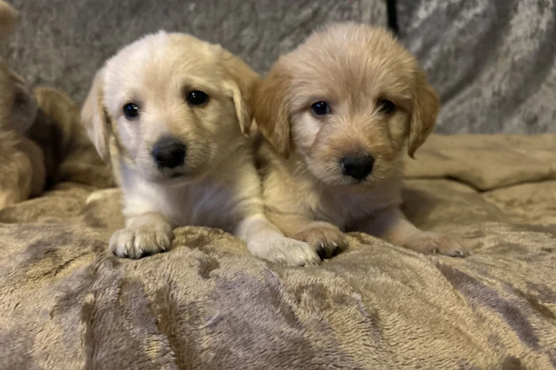 Labradoodle