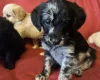 Labradoodle