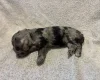 Labradoodle