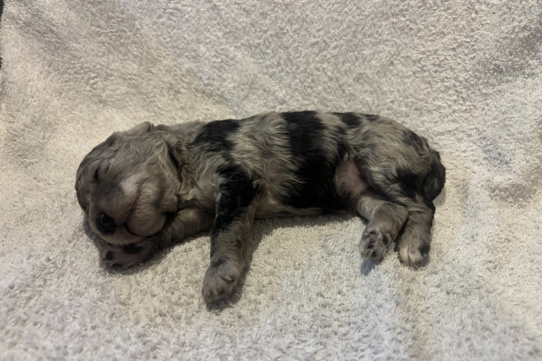 Labradoodle