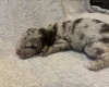Labradoodle