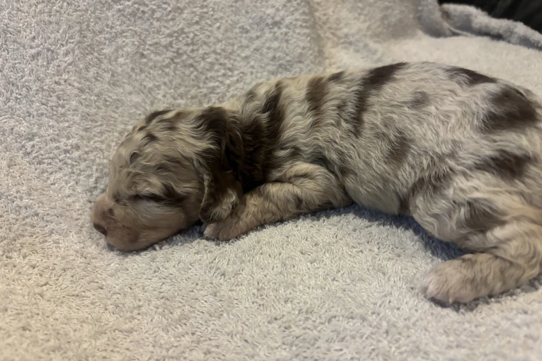 Labradoodle