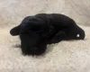 Labradoodle