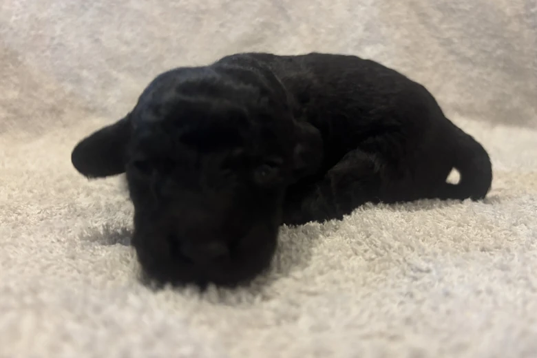 Labradoodle