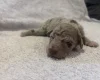 Labradoodle