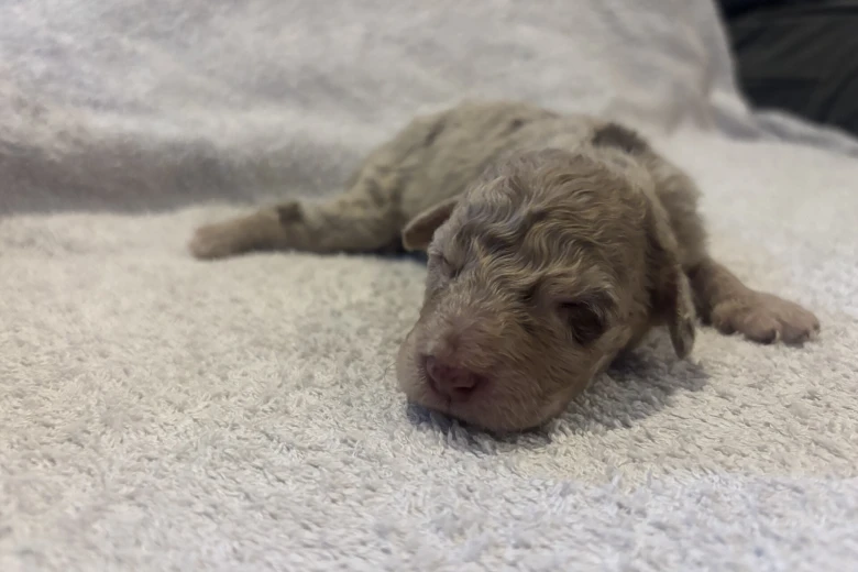 Labradoodle
