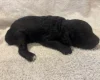 Labradoodle