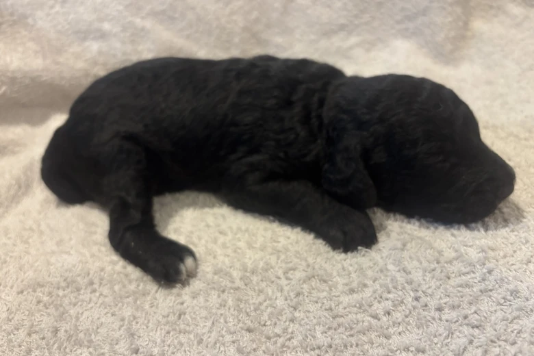 Labradoodle
