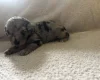 Labradoodle