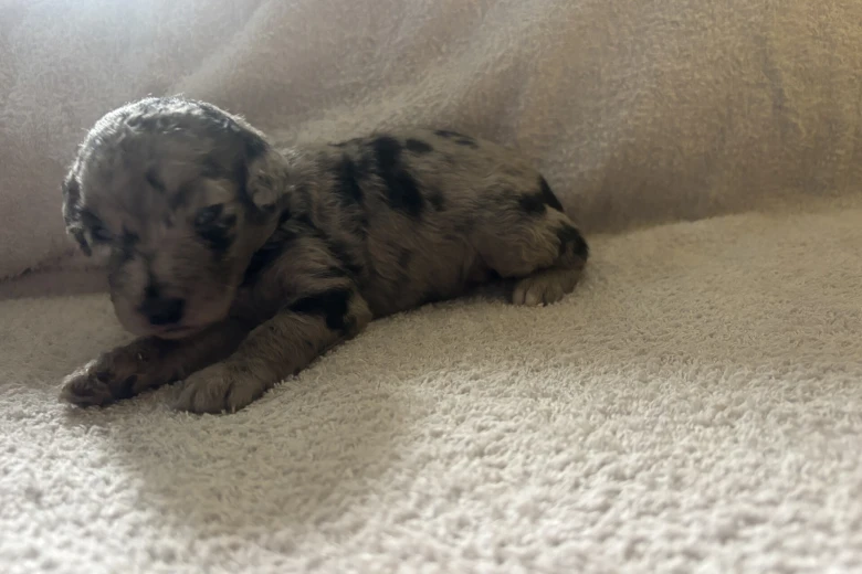 Labradoodle