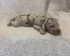 Labradoodle