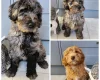 Labradoodle