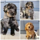 Labradoodle