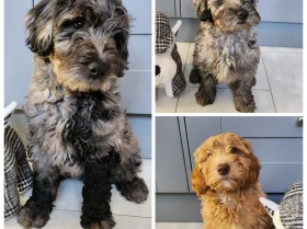 Labradoodle