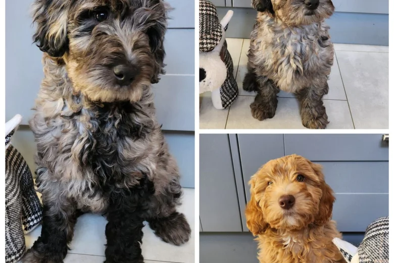Labradoodle