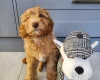 Labradoodle