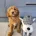 Labradoodle