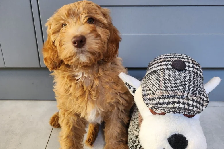 Labradoodle