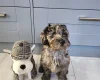 Labradoodle