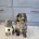 Labradoodle