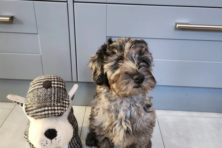 Labradoodle