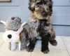 Labradoodle