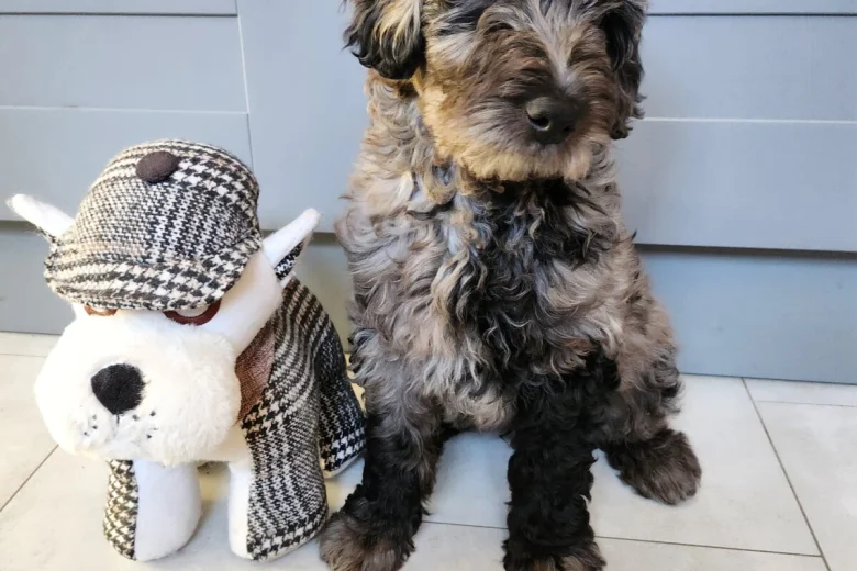 Labradoodle