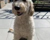 Labradoodle